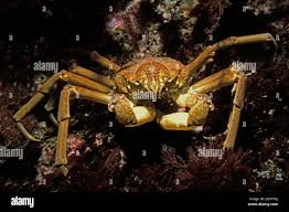Image result for Hyas araneus