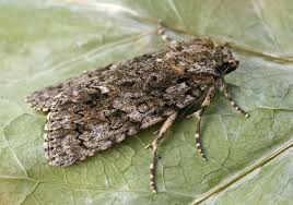 Attēlu rezultāti vaicājumam “Acronicta rumicis imago”