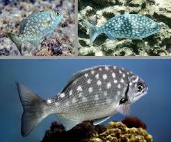 Image result for Kyphosus