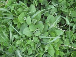 Attēlu rezultāti vaicājumam “Atriplex patula leaf”