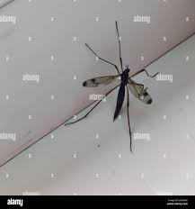 Attēlu rezultāti vaicājumam “Dictenidia bimaculata”