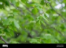 Attēlu rezultāti vaicājumam “Tilia amurensis”