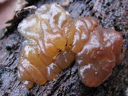 Attēlu rezultāti vaicājumam “Exidia cartilaginea”