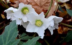 Attēlu rezultāti vaicājumam “Helleborus niger flower”