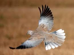 Attēlu rezultāti vaicājumam “Streptopelia decaocto adult”