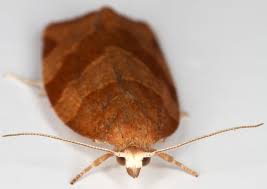 Attēlu rezultāti vaicājumam “Pandemis cinnamomeana female”