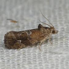 Attēlu rezultāti vaicājumam “Eudemis porphyrana”