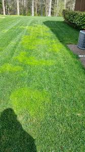 Attēlu rezultāti vaicājumam “Poa trivialis”