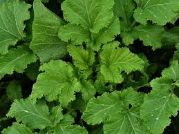 Attēlu rezultāti vaicājumam “Sinapis arvensis leaf”