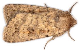 Attēlu rezultāti vaicājumam “Caradrina morpheus”