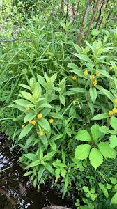 Attēlu rezultāti vaicājumam “Lysimachia thyrsiflora”