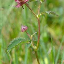Attēlu rezultāti vaicājumam “Potentilla arenaria bud”