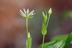 Attēlu rezultāti vaicājumam “Stellaria crassifolia”