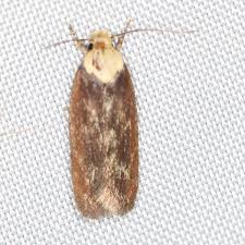 Attēlu rezultāti vaicājumam “Depressaria depressana”