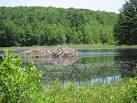 UMass Amherst: Department of Environmental Conservation » Natural ...