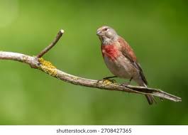 Attēlu rezultāti vaicājumam “Carduelis cannabina male”