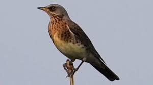 Attēlu rezultāti vaicājumam “Turdus pilaris adult”