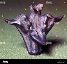 Attēlu rezultāti vaicājumam “Trapaceae”