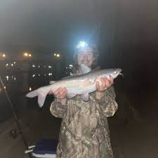 Image result for Alosa chrysochloris