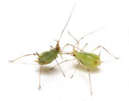 Attēlu rezultāti vaicājumam “Aphididae”