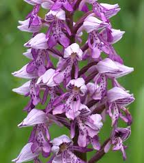Attēlu rezultāti vaicājumam “Orchis militaris”