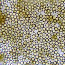 Attēlu rezultāti vaicājumam “Reticularia lycoperdon spores”