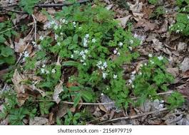 Attēlu rezultāti vaicājumam “Isopyrum thalictroides fruit”