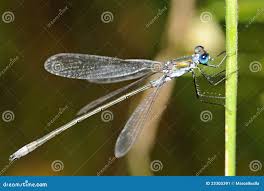 Attēlu rezultāti vaicājumam “Lestes dryas”