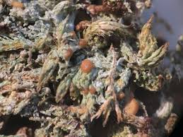 Attēlu rezultāti vaicājumam “Biatora sphaeroides”