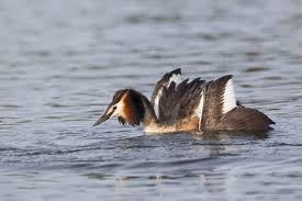 Attēlu rezultāti vaicājumam “Podiceps cristatus adult”