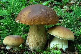 Attēlu rezultāti vaicājumam “Boletus edulis”