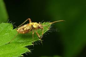 Attēlu rezultāti vaicājumam “Rhabdomiris striatellus imago”