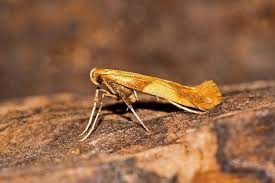 Attēlu rezultāti vaicājumam “Caloptilia alchimiella”