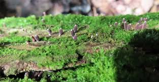 Attēlu rezultāti vaicājumam “Oligonema flavidum spores”