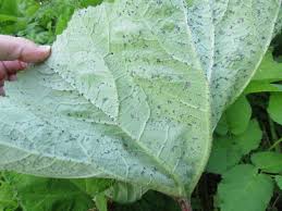 Attēlu rezultāti vaicājumam “Didymium tussilaginis”