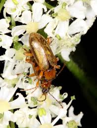 Attēlu rezultāti vaicājumam “Orsodacne cerasi”