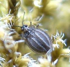 Attēlu rezultāti vaicājumam “Acalypta carinata”