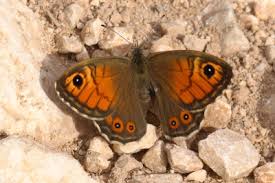 Attēlu rezultāti vaicājumam “Lasiommata maera underside”