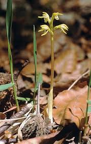 Attēlu rezultāti vaicājumam “Corallorhiza trifida”