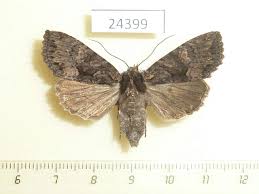 Attēlu rezultāti vaicājumam “Mniotype satura”