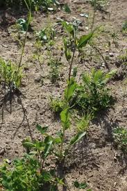 Attēlu rezultāti vaicājumam “Sisymbrium volgense”