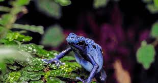 Image result for blauer baumsteiger