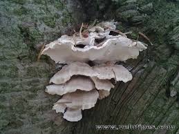 Attēlu rezultāti vaicājumam “Postia floriformis”