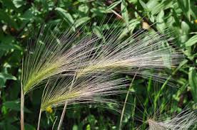 Attēlu rezultāti vaicājumam “Hordeum jubatum”