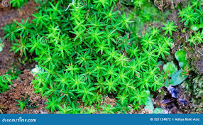 Attēlu rezultāti vaicājumam “Timmia megapolitana”