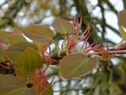 Attēlu rezultāti vaicājumam “Cercidiphyllum japonicum flower”
