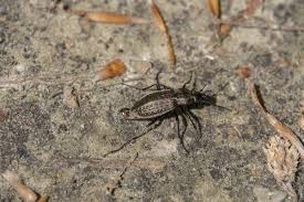 Attēlu rezultāti vaicājumam “Carabus granulatus”