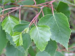 Attēlu rezultāti vaicājumam “Betula pubescens leaf”
