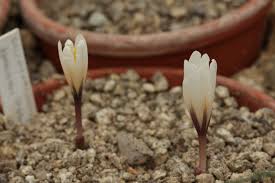 Attēlu rezultāti vaicājumam “Crocus vernus subsp. vernus”