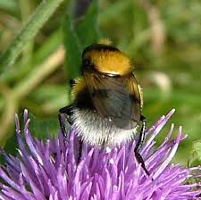 Attēlu rezultāti vaicājumam “Volucella bombylans”